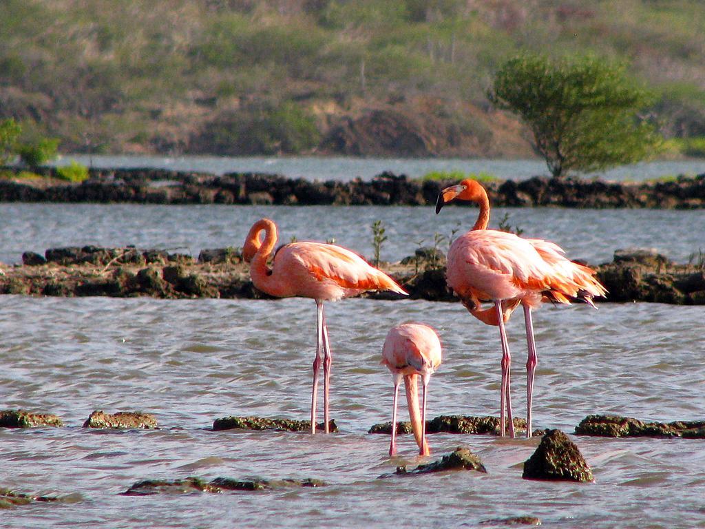 Dream Of The Green Flamingo Willibrordus Экстерьер фото