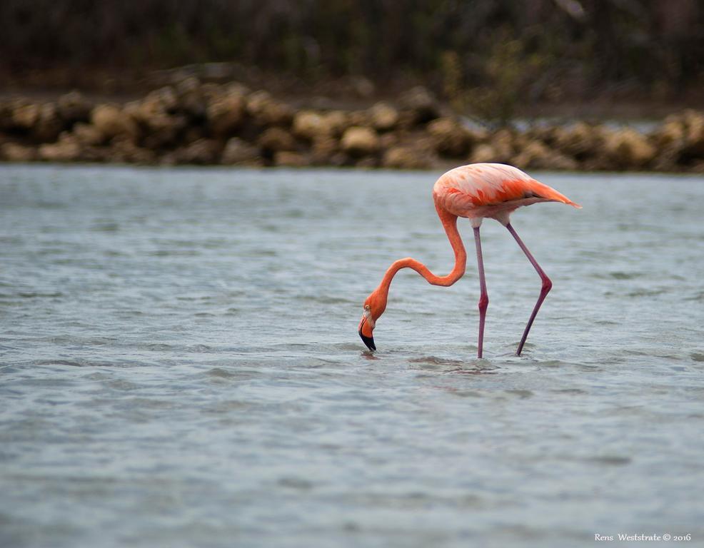 Dream Of The Green Flamingo Willibrordus Экстерьер фото
